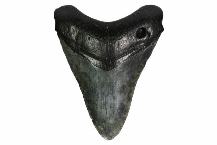 Fossil Megalodon Tooth - South Carolina #164967